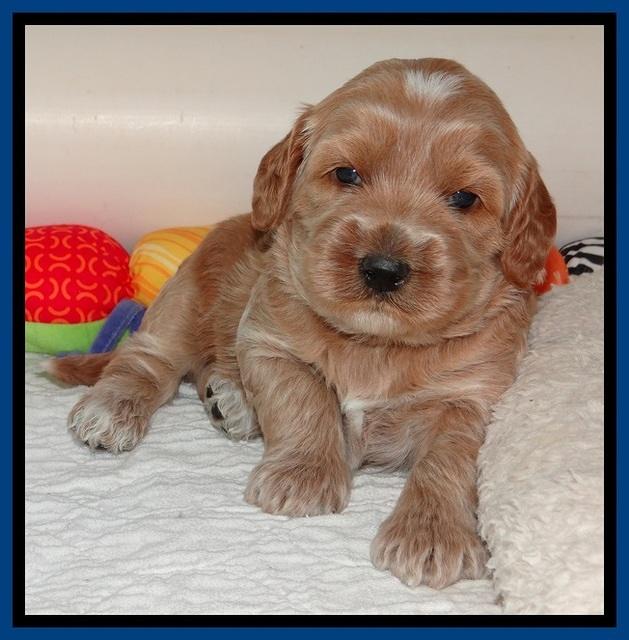 RR pups 2. 8 wks old71