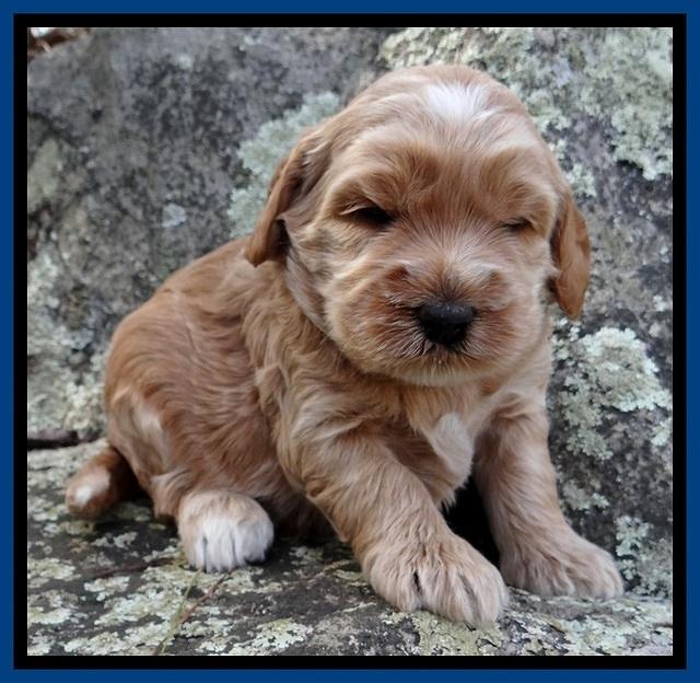 RR pups 3 weeks old 11