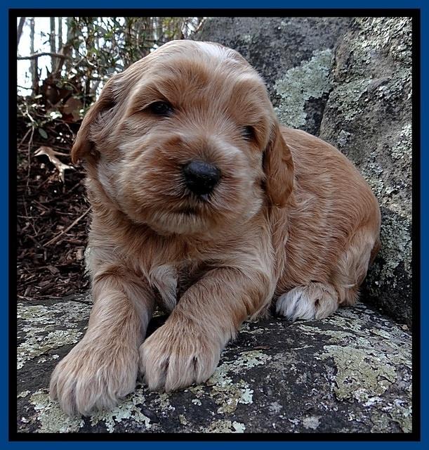 RR pups 3 weeks old 31