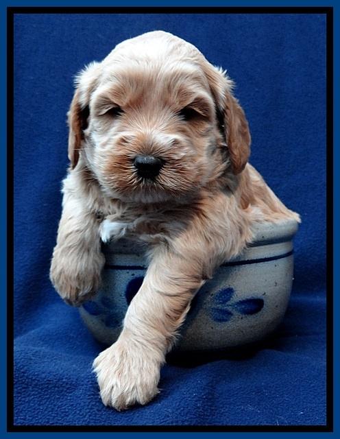 RR pups 4 weeks old 21