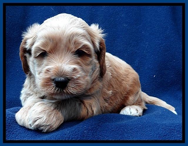 RR pups 4 weeks old 31