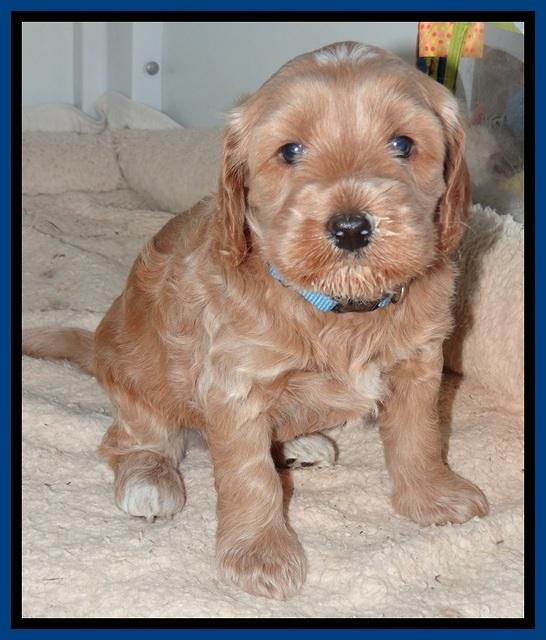 RR pups 4.2 weeks old 41