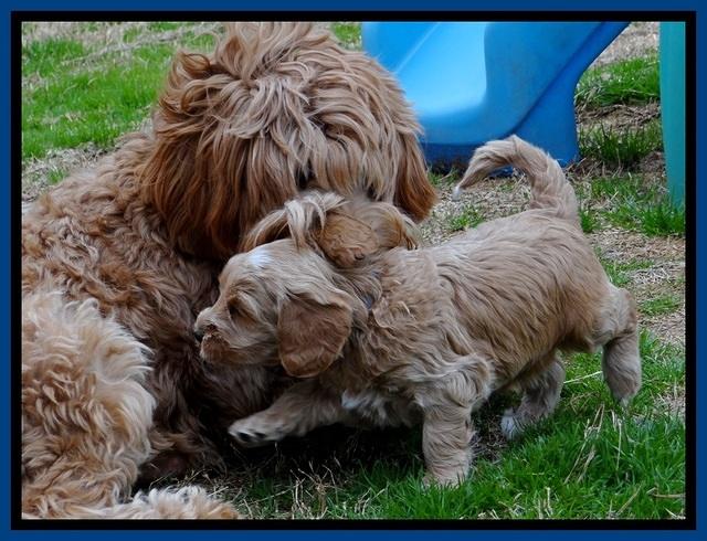 RR pups 4.5 wks old 11