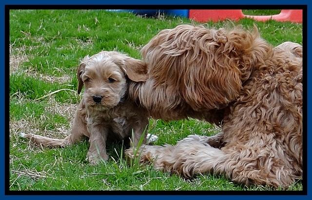 RR pups 4.5 wks old 41