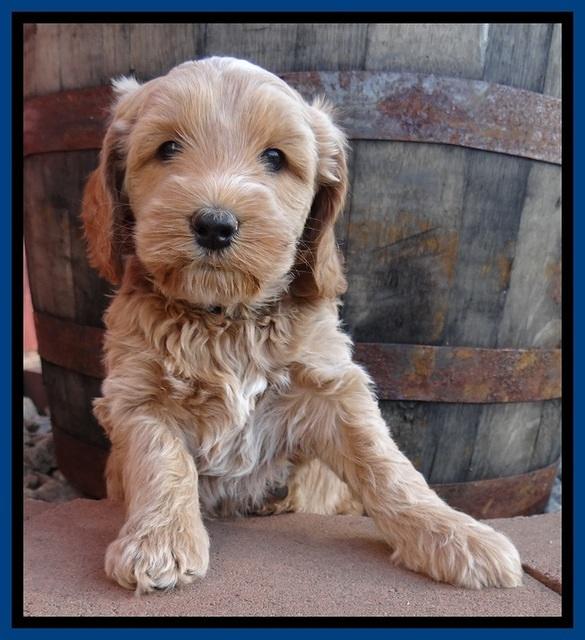 RR pups 5.5  wks old 11 1