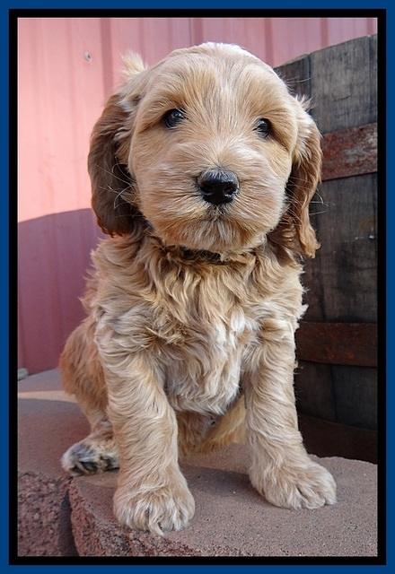 RR pups 5.5  wks old 12 1