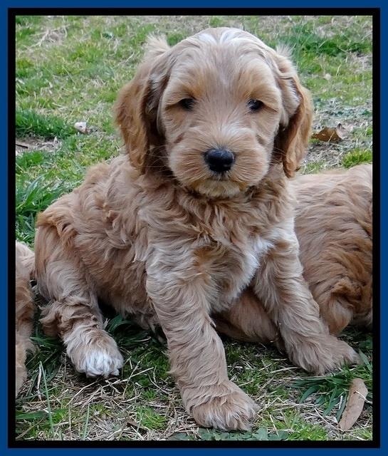 RR pups 6 wks old 121