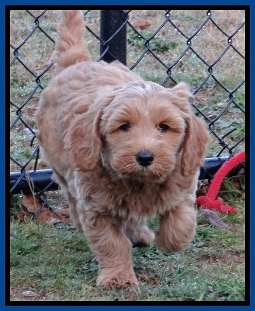 RR pups 7 wks old 32