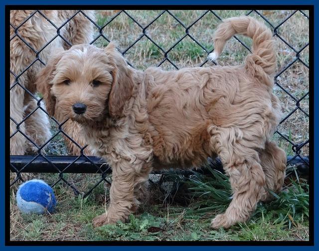 RR pups 7 wks old 42
