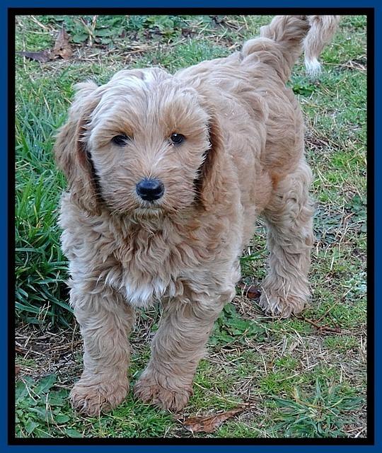 RR pups 7 wks old 62