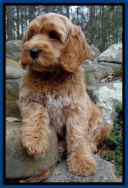 RR pups 8 wks old 10