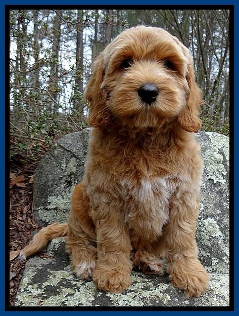RR pups 8 wks old 20
