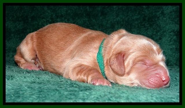 RR one day old 111