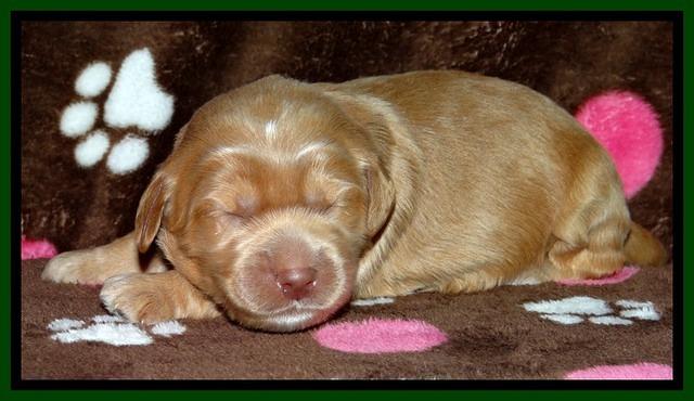 RR pups 1 week old 101