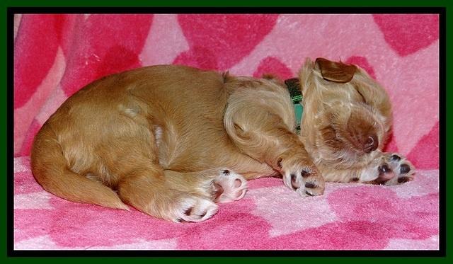 RR pups 2 wks old 111