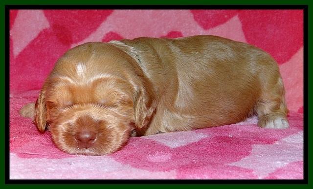 RR pups 2 wks old 131