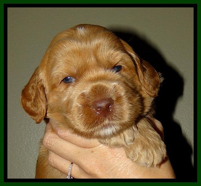 RR pups 2. 8 wks old101