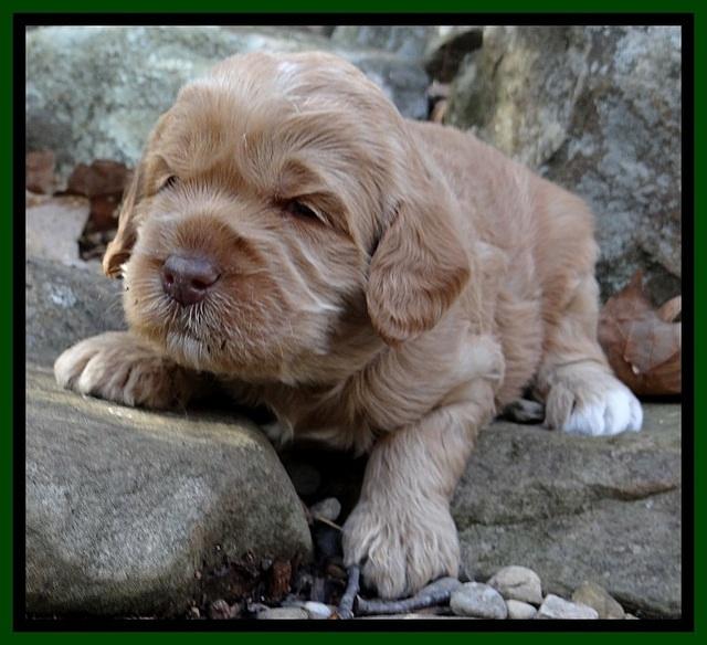 RR pups 3 weeks old 111