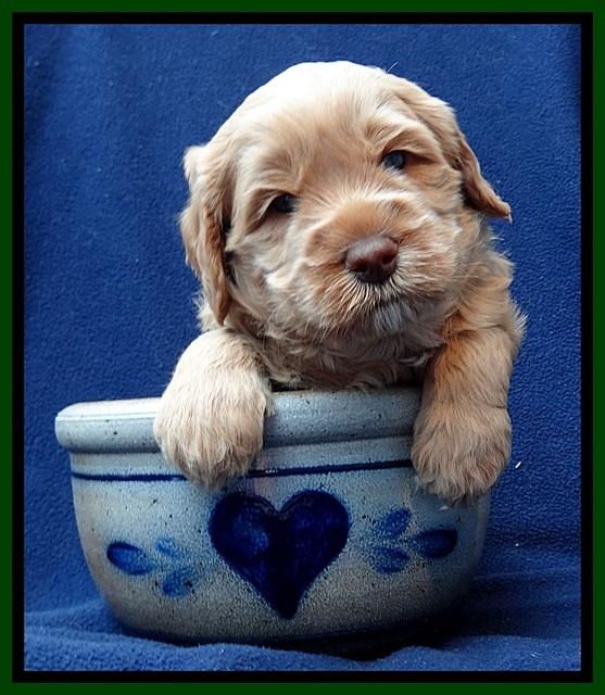 RR pups 4 weeks old 121