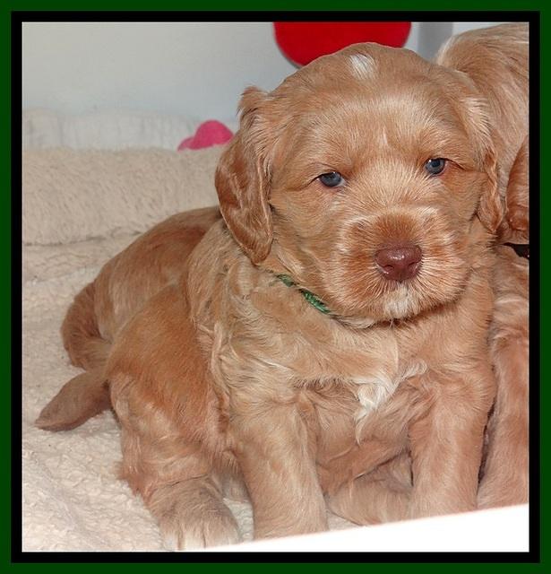 RR pups 4 weeks old 161