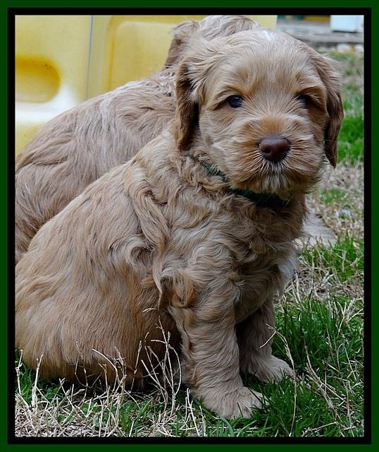 RR pups 4.5 wks old 181