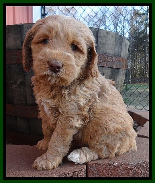 RR pups 5.5  wks old 5 1