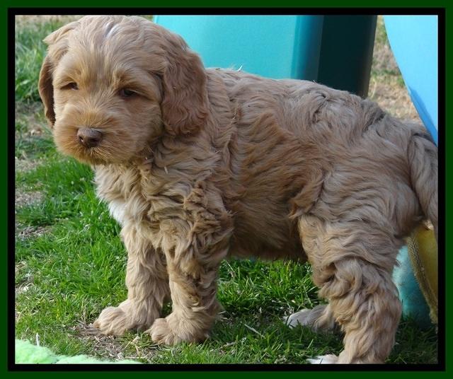 RR pups 6 wks old 91