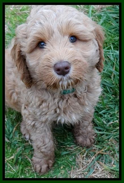RR pups 7 wks old 211