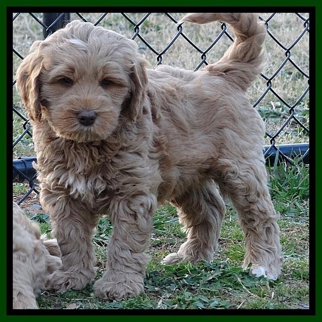 RR pups 7 wks old 91