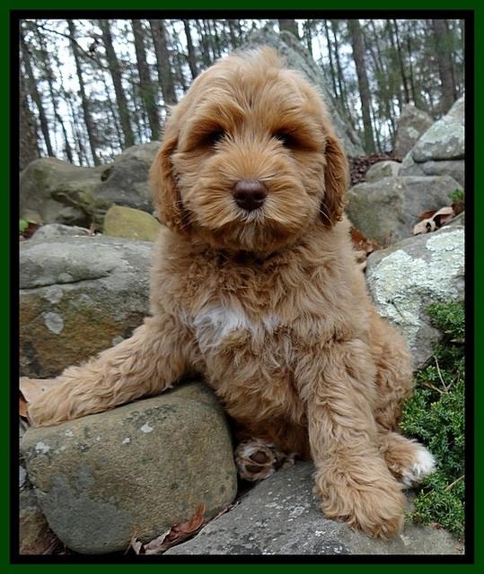 RR pups 8 wks old 160