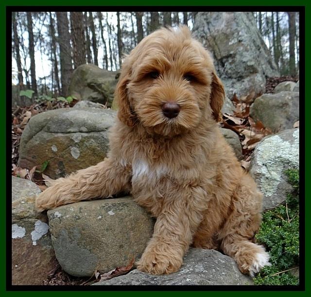 RR pups 8 wks old 170