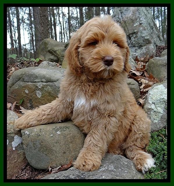 RR pups 8 wks old 180