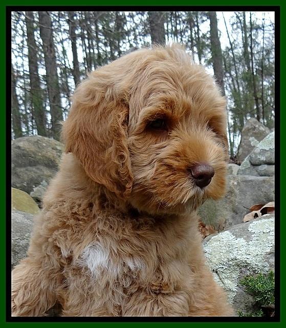 RR pups 8 wks old 190