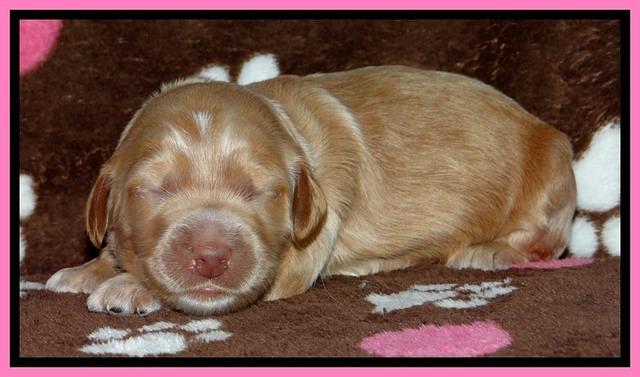 RR pups 1 week old 161