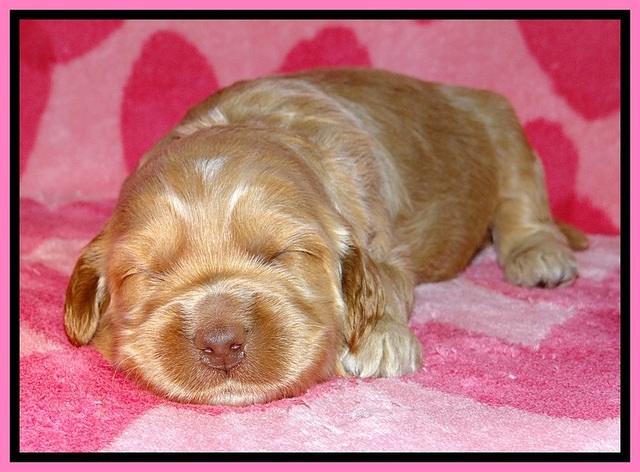 RR pups 2 wks old 171