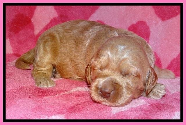 RR pups 2 wks old 201