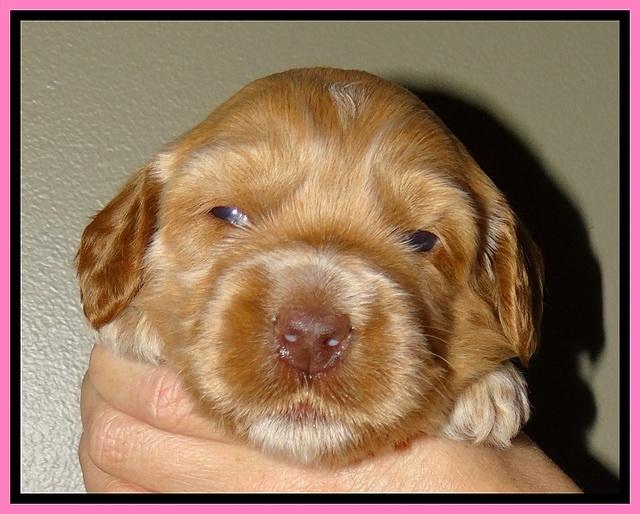 RR pups 2. 8 wks old151