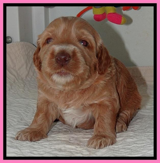 RR pups 2. 8 wks old161