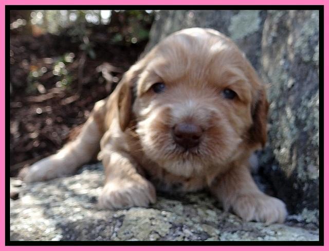 RR pups 3 weeks old 141