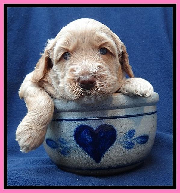 RR pups 4 weeks old 181