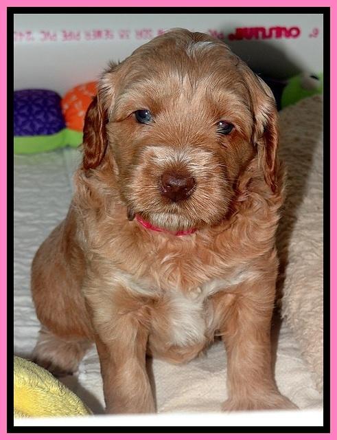 RR pups 4 weeks old 211