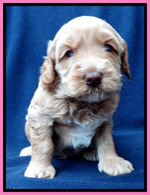 RR pups 4 weeks old 241