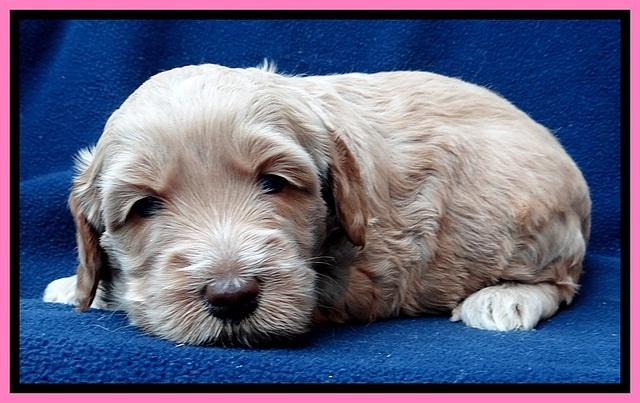 RR pups 4 weeks old 251