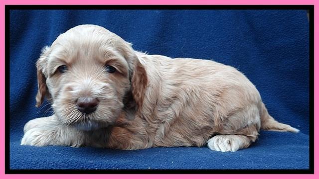 RR pups 4 weeks old 261