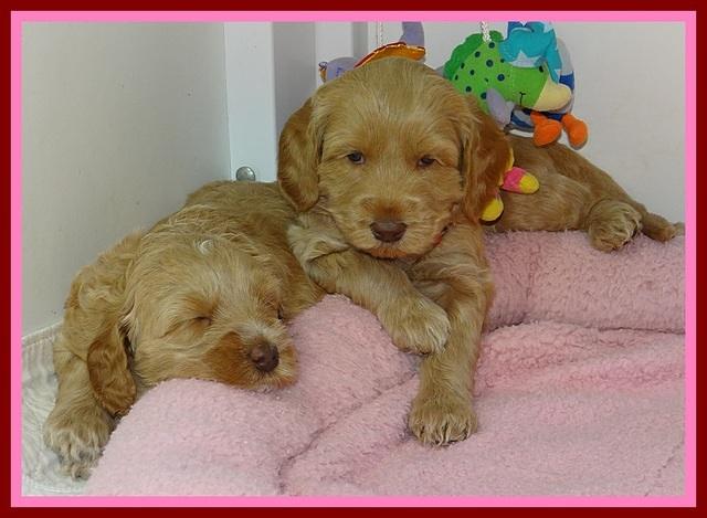 RR pups 4.2 weeks old 111