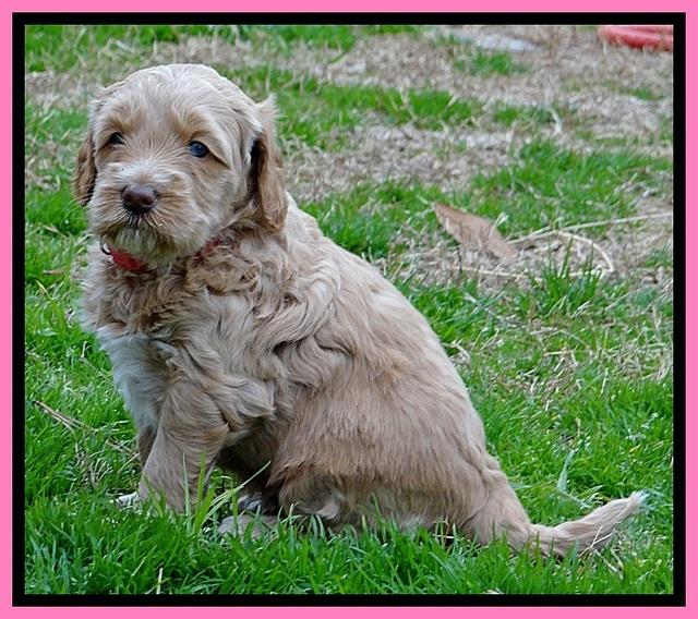 RR pups 4.5 wks old 111
