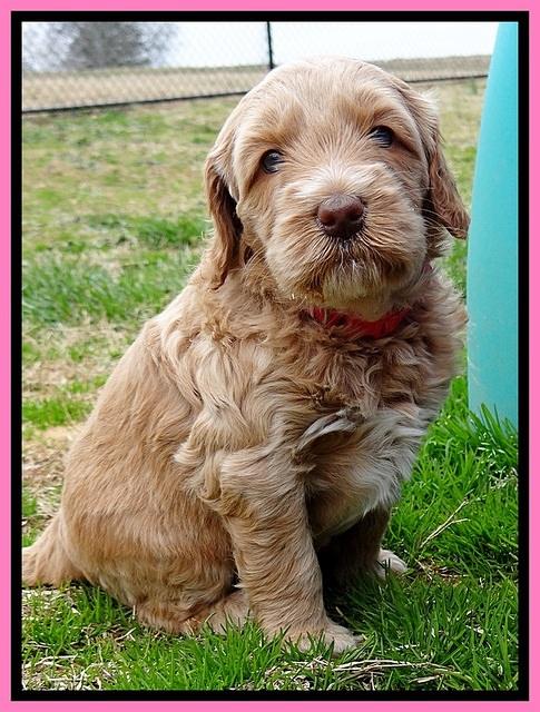 RR pups 4.5 wks old 151