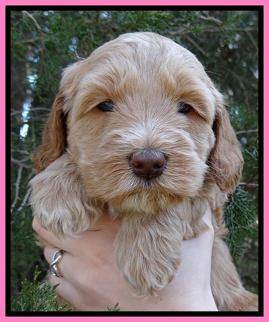 RR pups 5 wks old 21