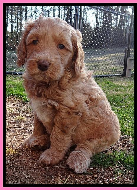 RR pups 5.5  wks old 2 1