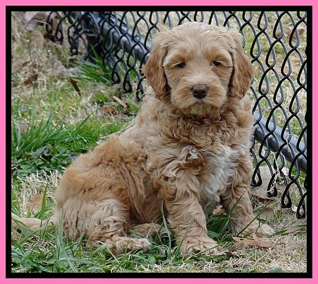 RR pups 6 wks old 132